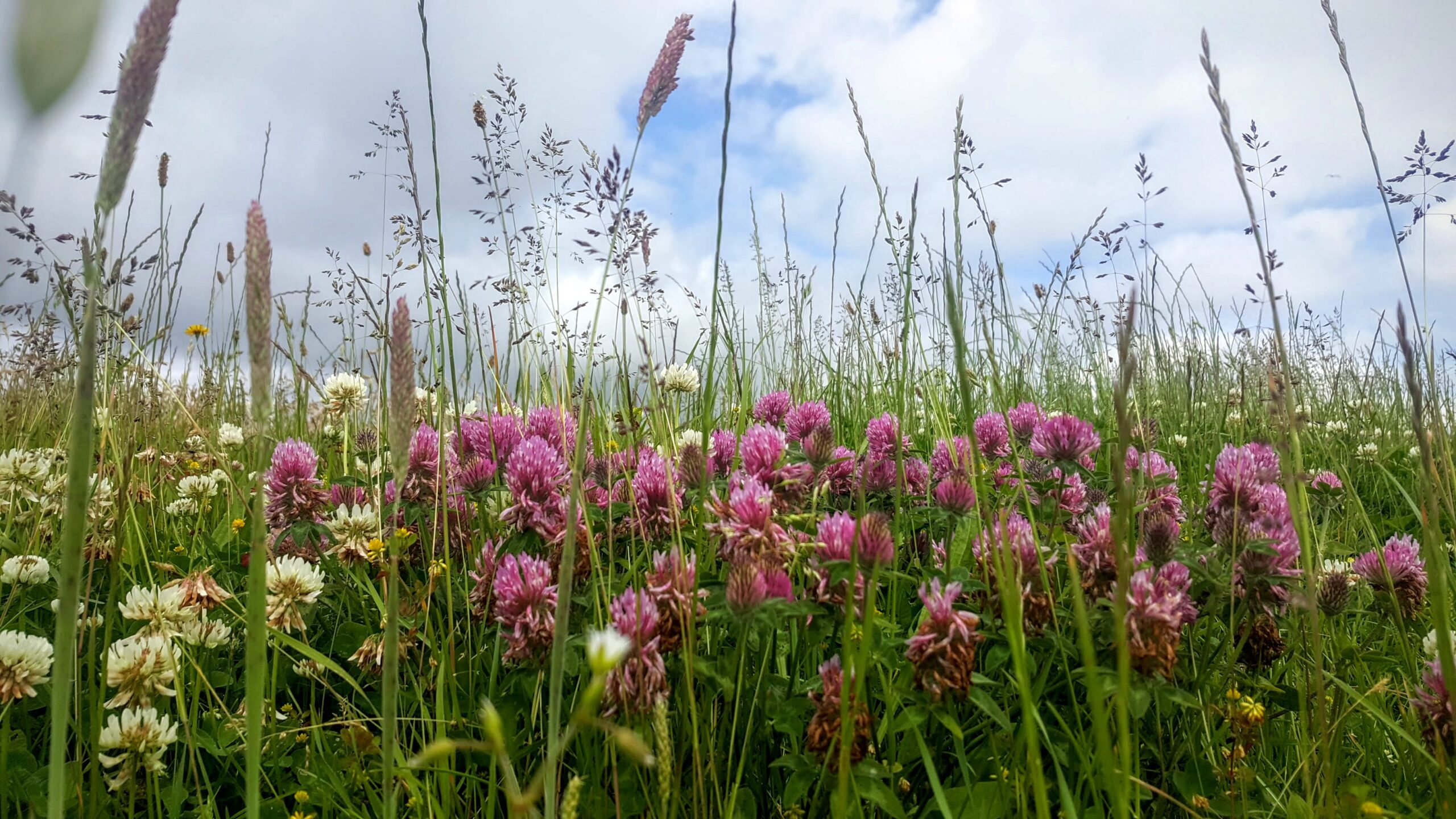 Bloemenweide op Terschelling