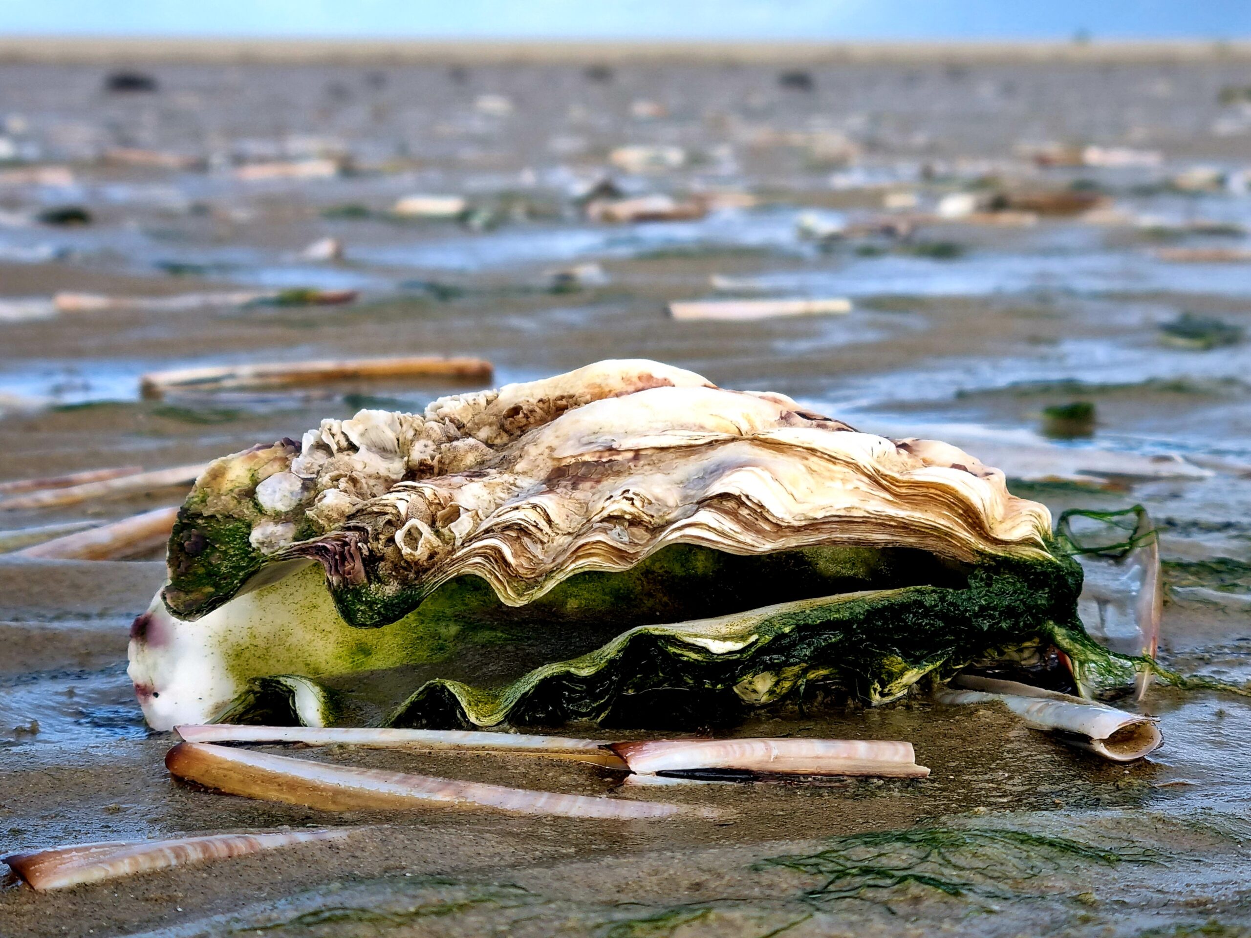 Schelpen Waddenzee Terschelling