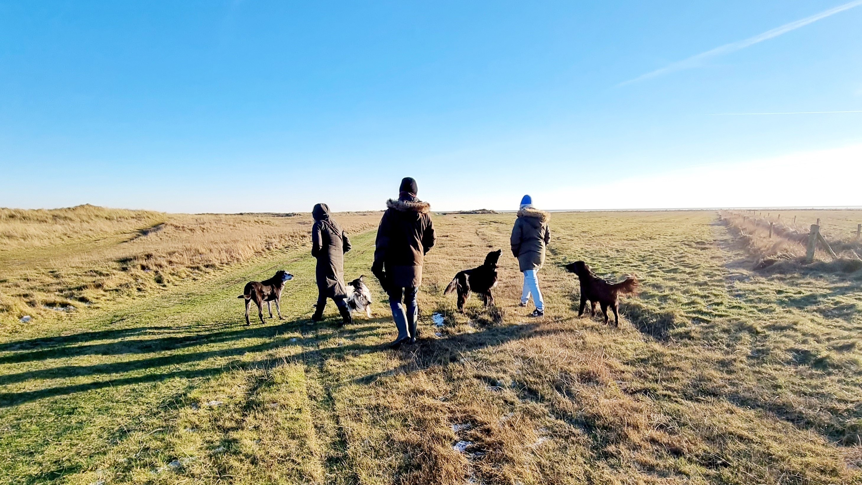 Vakantie meerdere honden Terschelling Vakantie met meerdere honden op Terschelling
