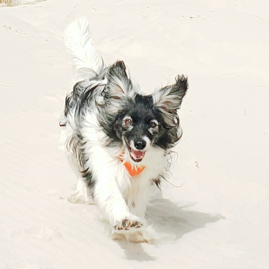 Hond op het strand Terschelling