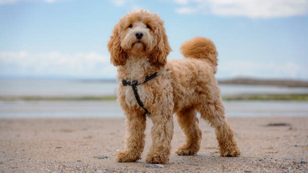 Hond op het strand Terschelling vakantie