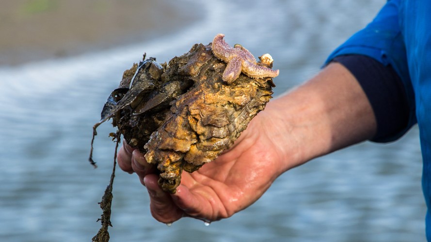 Wadlopen Terschelling oester waddenzee