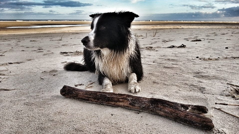 Hond op het strand Terschelling vakantie