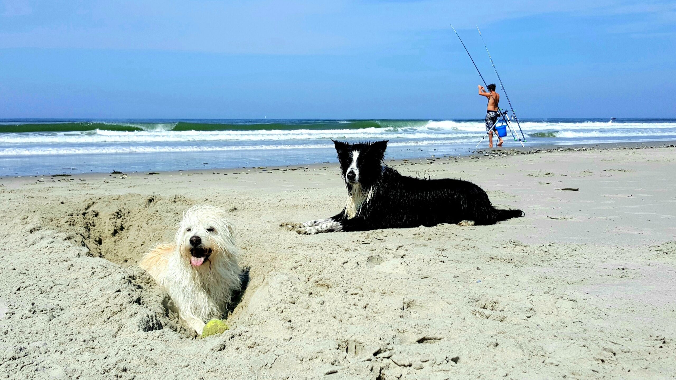 Honden op strand Terschelling Twee honden op strand bij de zee Terschelling