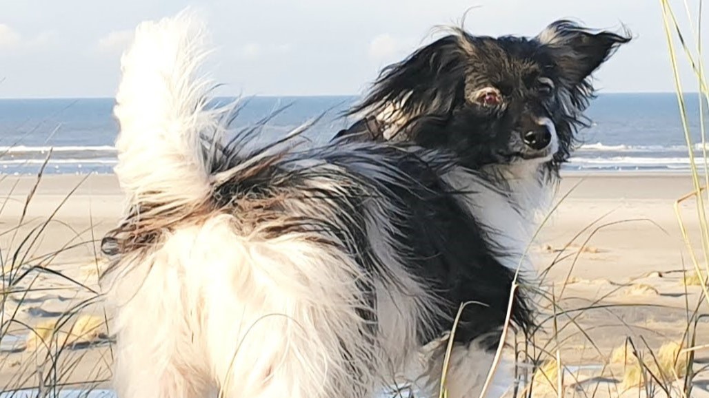 Hond los in de duinen en strand op Terschelling