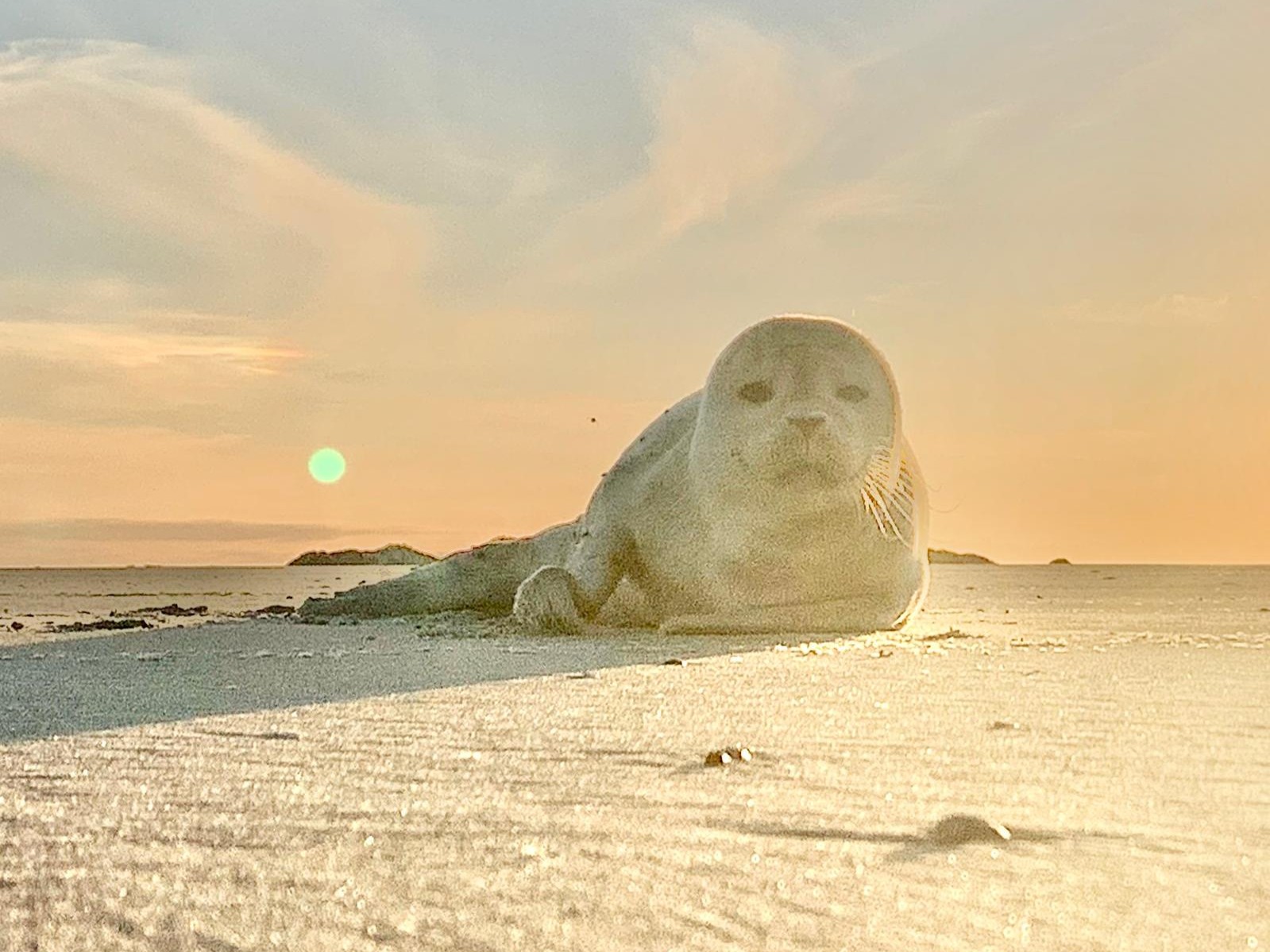 Zeehondenpup op strand van Terschelling