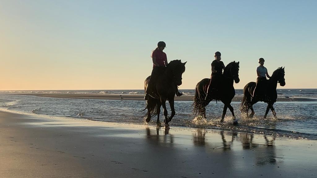 Friese paarden op het strand door de zee Terschelling