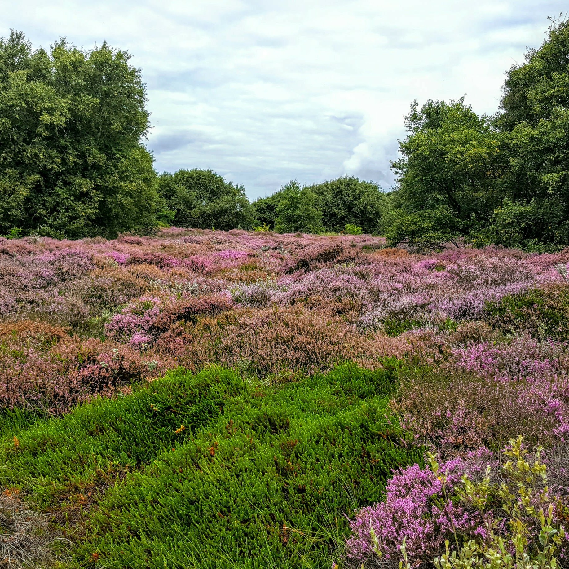 paars heideveld op Terschelling