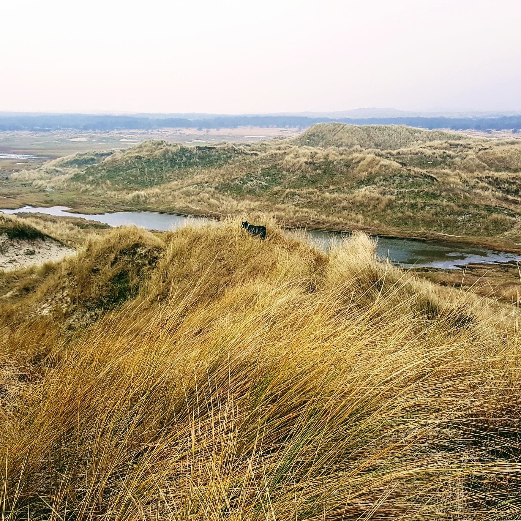 Duingebied op Terschelling cranberries plukken. Duinen aan het strand van Terschelling