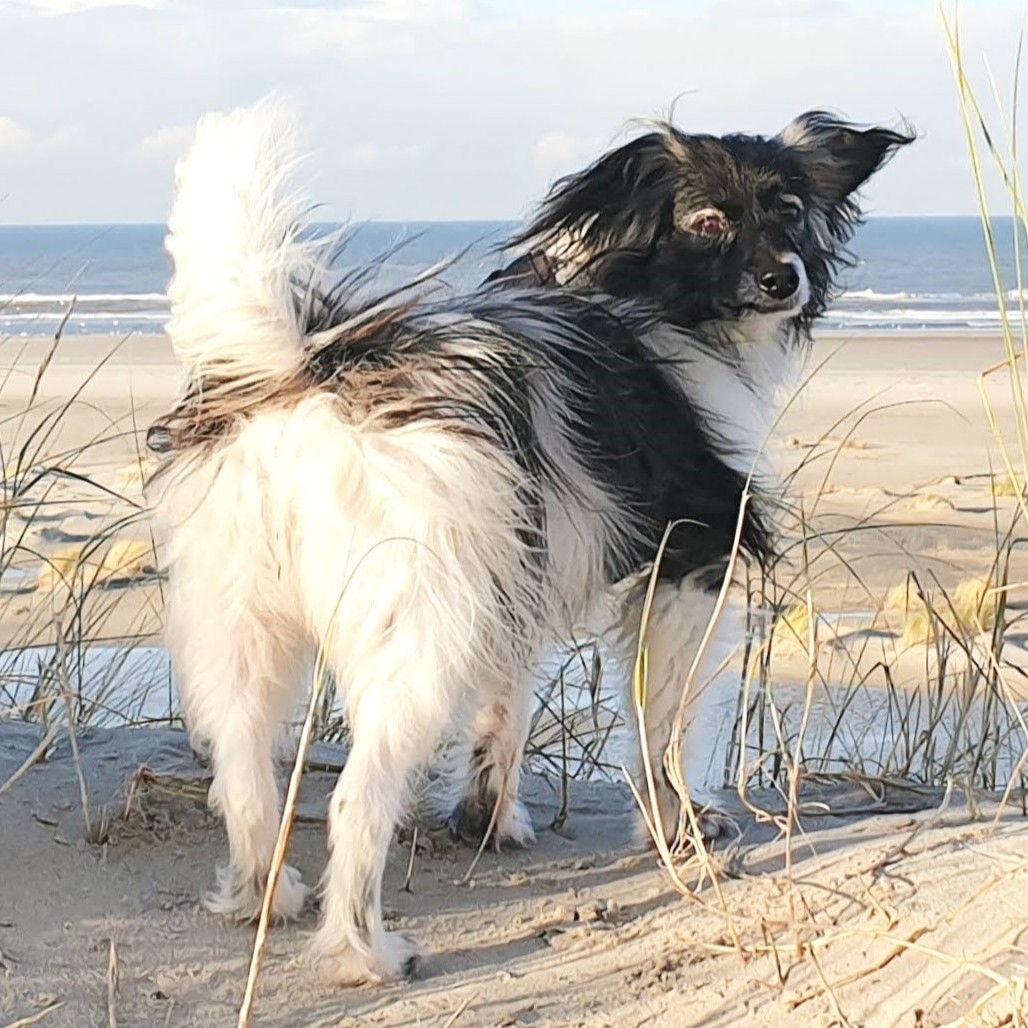 Neem je hond mee naar Terschelling. Vakantie met hond op Terschelling