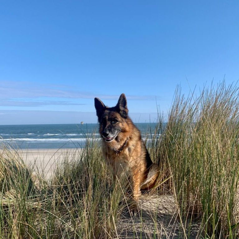 Strandwandeling met hond op Terschelling. Vind een hondvriendelijk vakantieverblijf op Terschelling