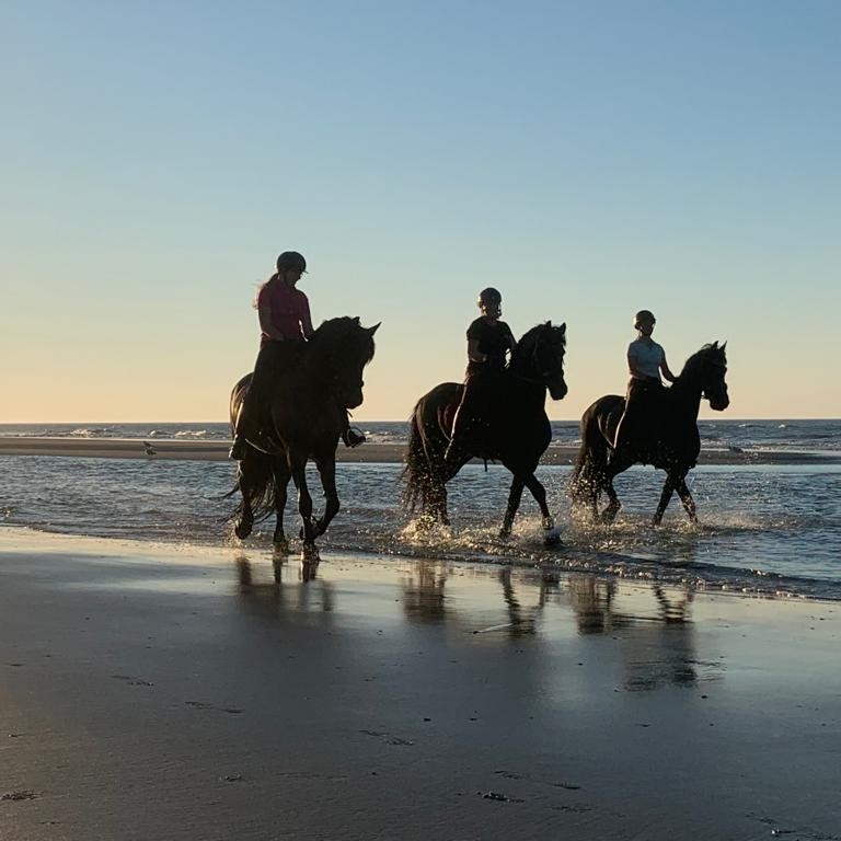 Friese paarden op het strand door de zee Terschelling