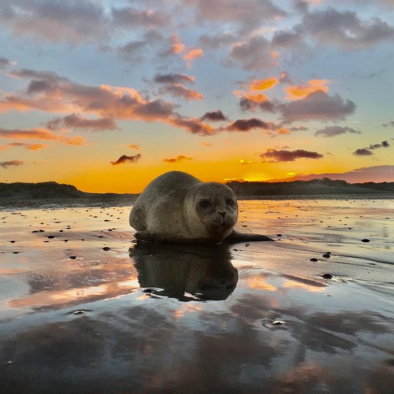 Zeehondenpup op het wad van Terschelling