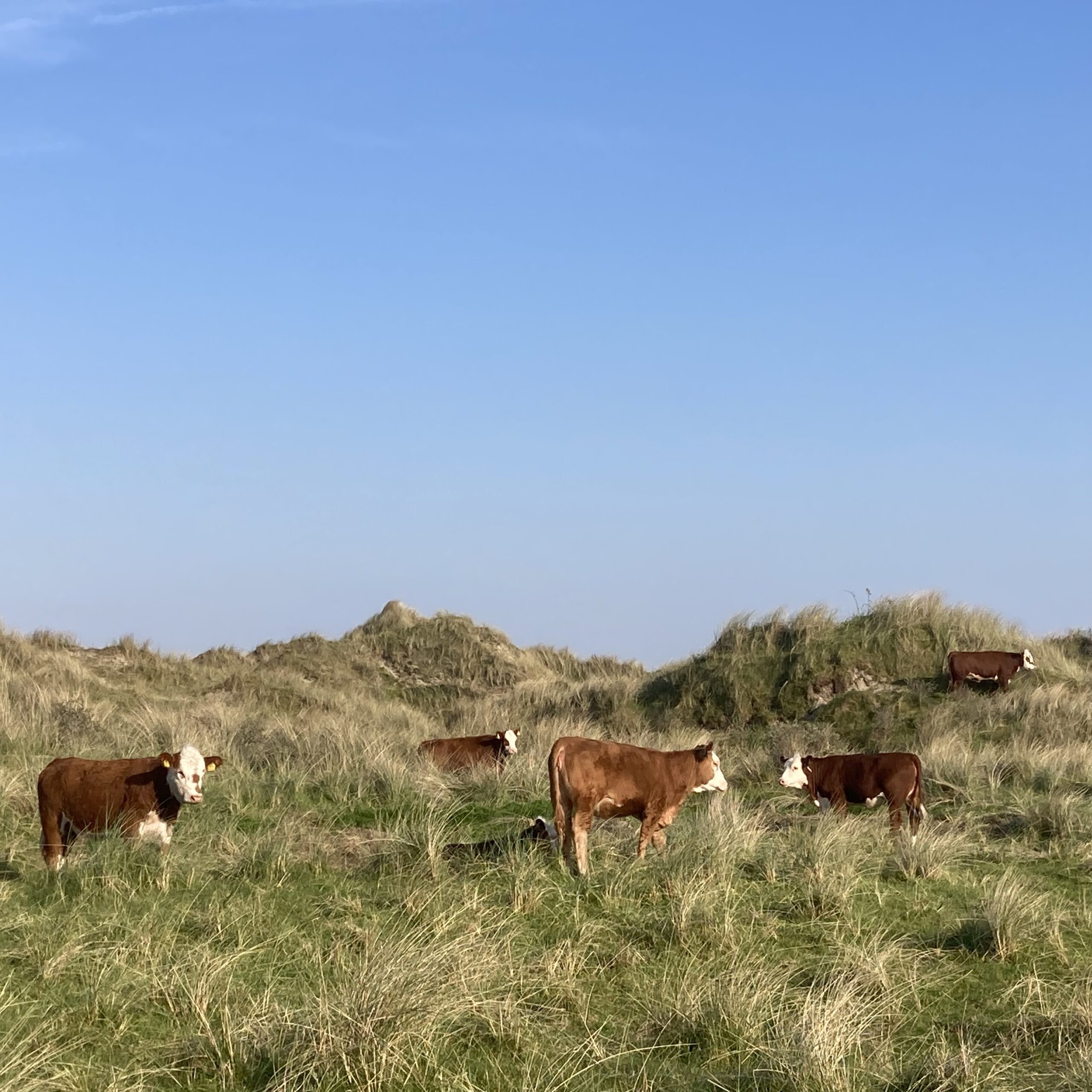 Hereford koeien voor de begrazing in de natuur en duinen op Terschelling.