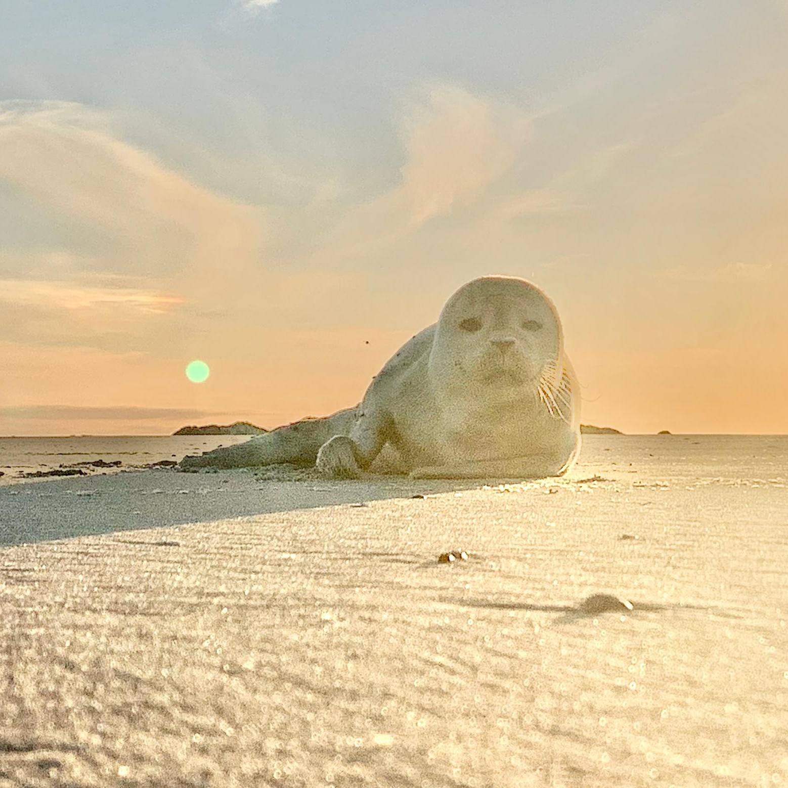 Zeehondenpup op strand van Terschelling