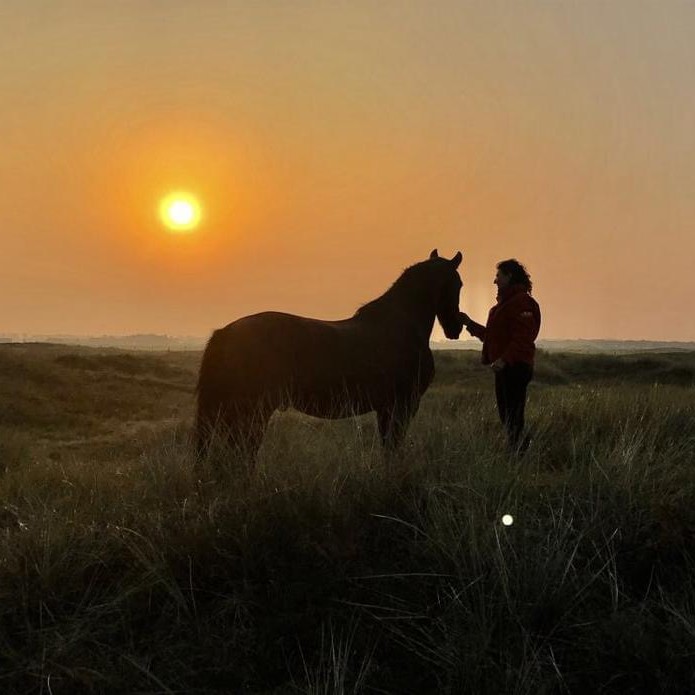 Fries paard in de duinen op Terschelling. Paard bij zonsondergang. Begrazingsgebied met paarden.