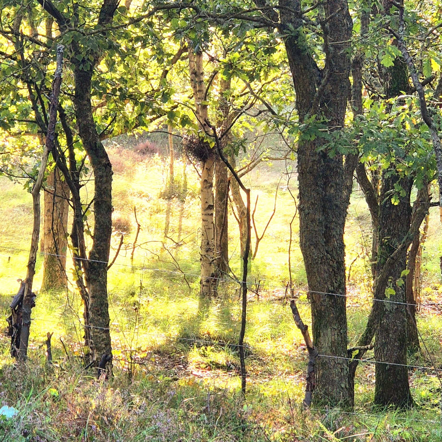 Wandelen door de natuur op Terschelling. Het bos op Terschelling in bloei