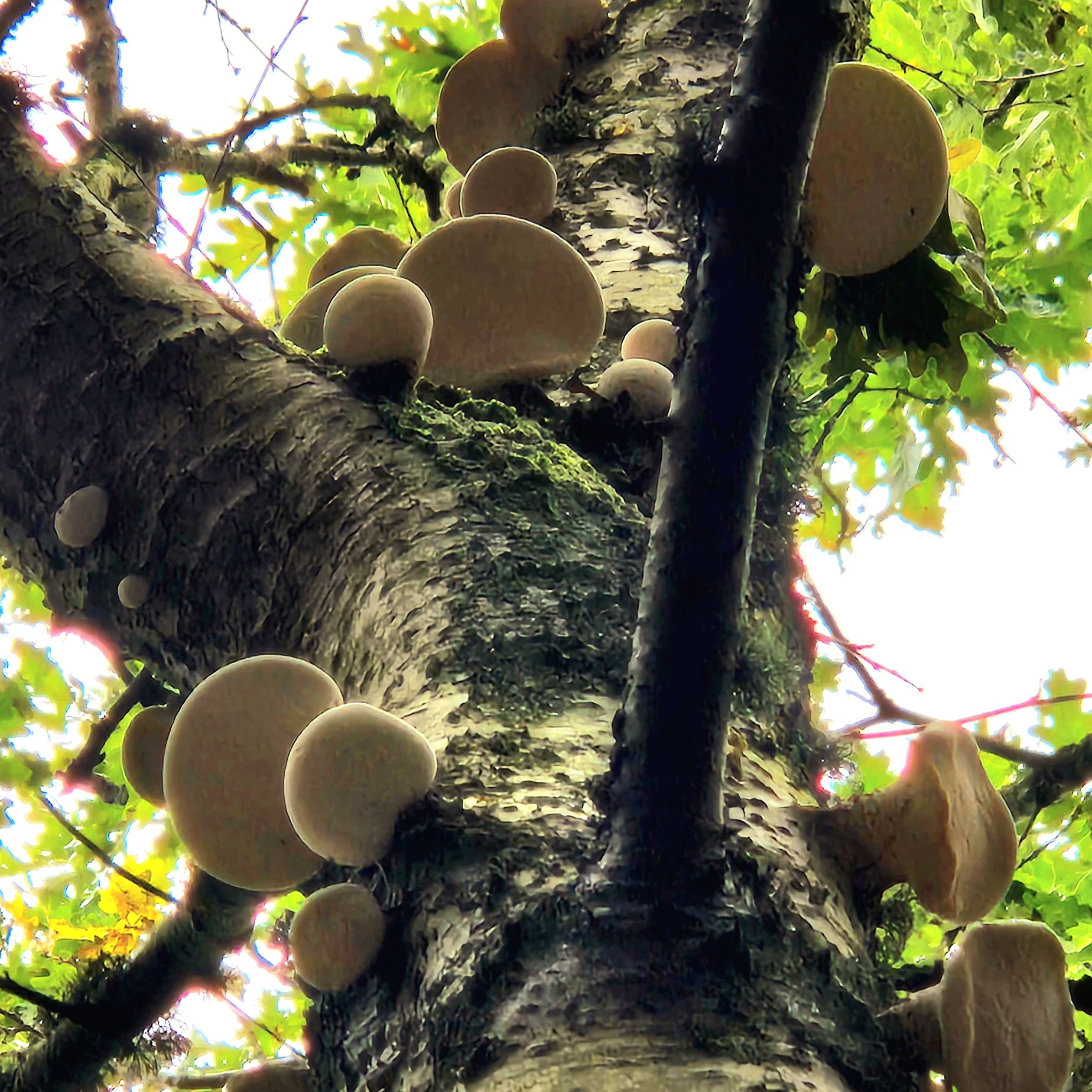 Elfenbankjes in de boom. Bos op Terschelling. Wandelen door de natuur op Terschelling. Herfstvakantie op Terschelling.