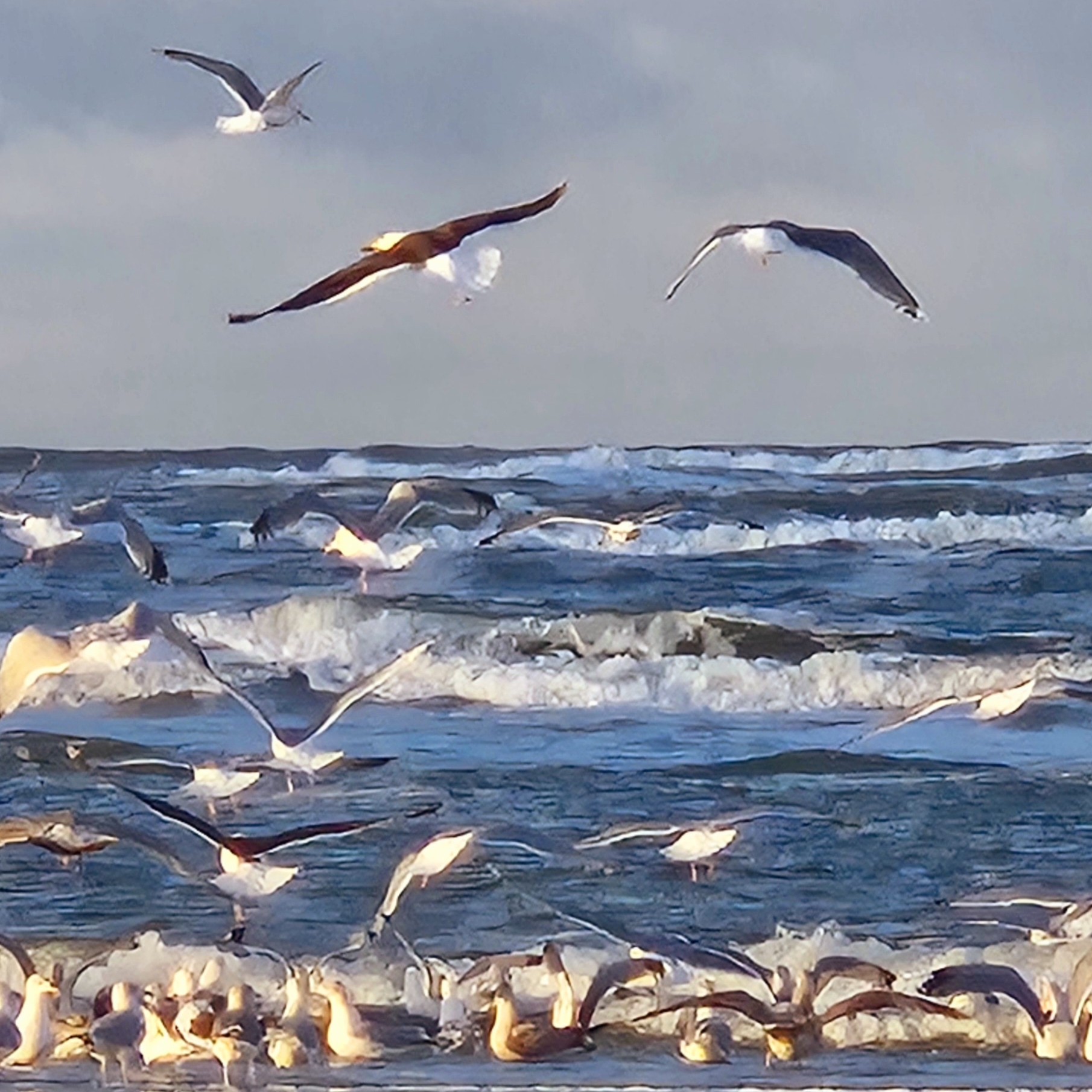 Meeuwen in de branding van de Noordzee op het strand Terschelling