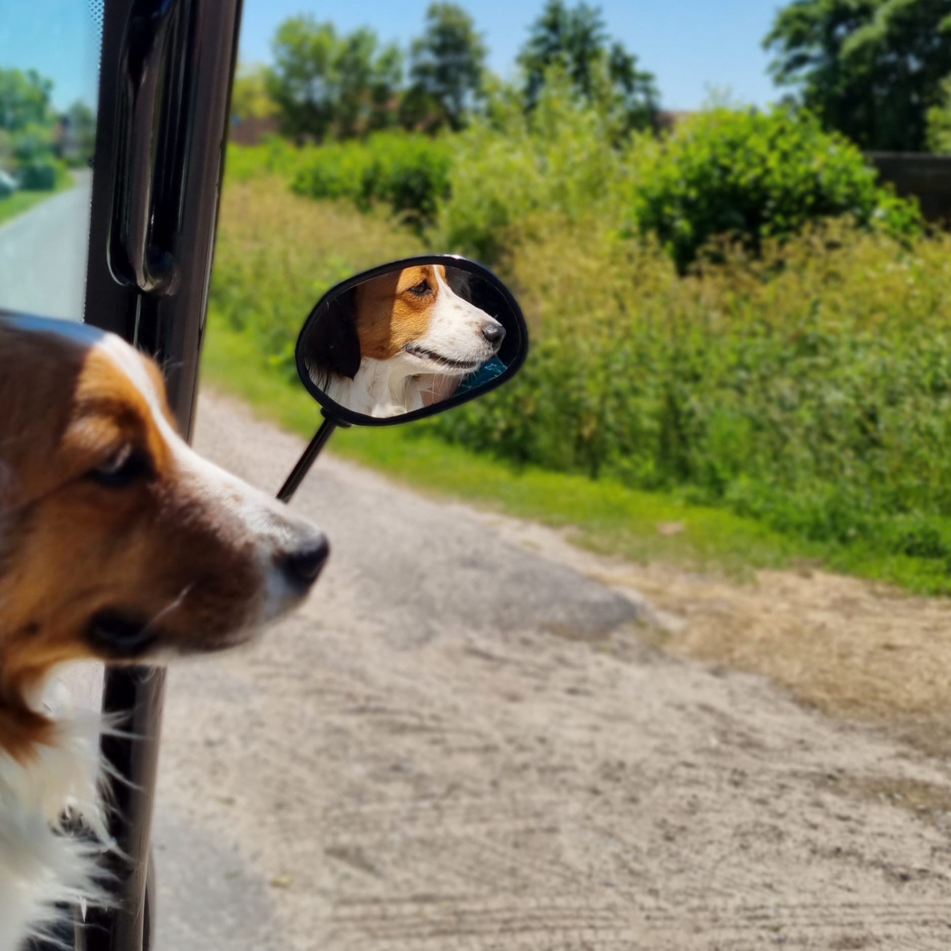 Neem je hond mee naar Terschelling. Verblijf in een hondvriendelijk vakantiehuis en geniet van Terschelling en haar mooie natuur.