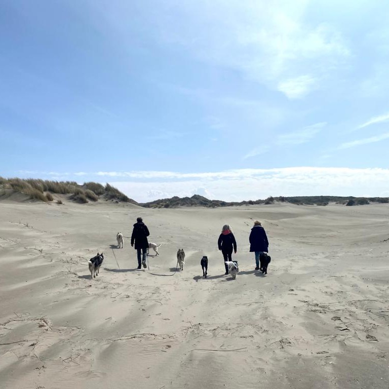 Vakantie met meerdere honden op Terschelling. Loslopen op het strand. Losloopgebied Terschelling voor honden