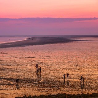 Wadlopen op Terschelling. Wadexcursies en wadlooptochten over de bodem van de Waddenzee.